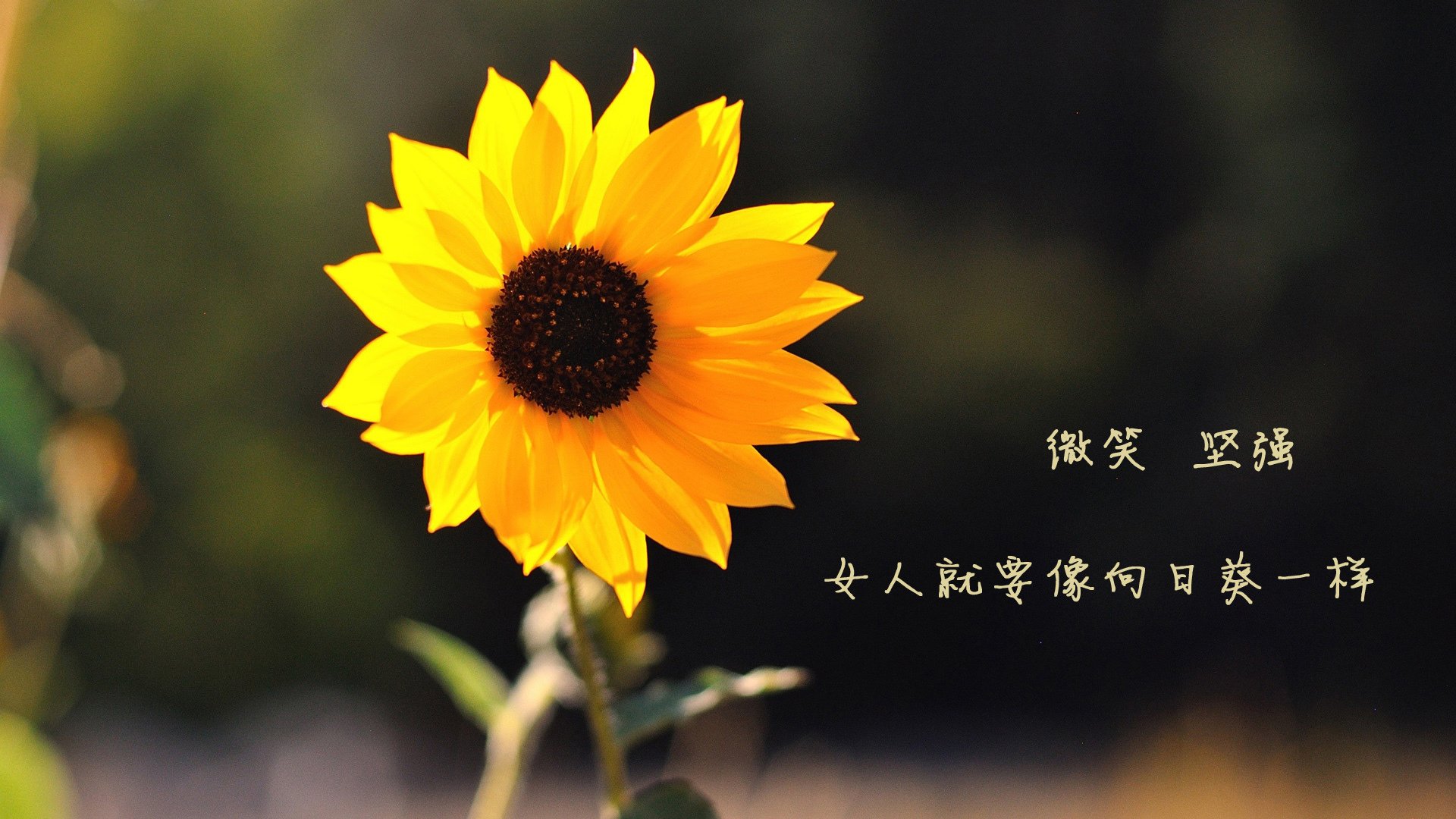 德赢体育注册入口-巴西队在2024年美洲杯四分之一决赛中点球不敌乌拉圭，止步八强，巴西美洲杯预选赛2021