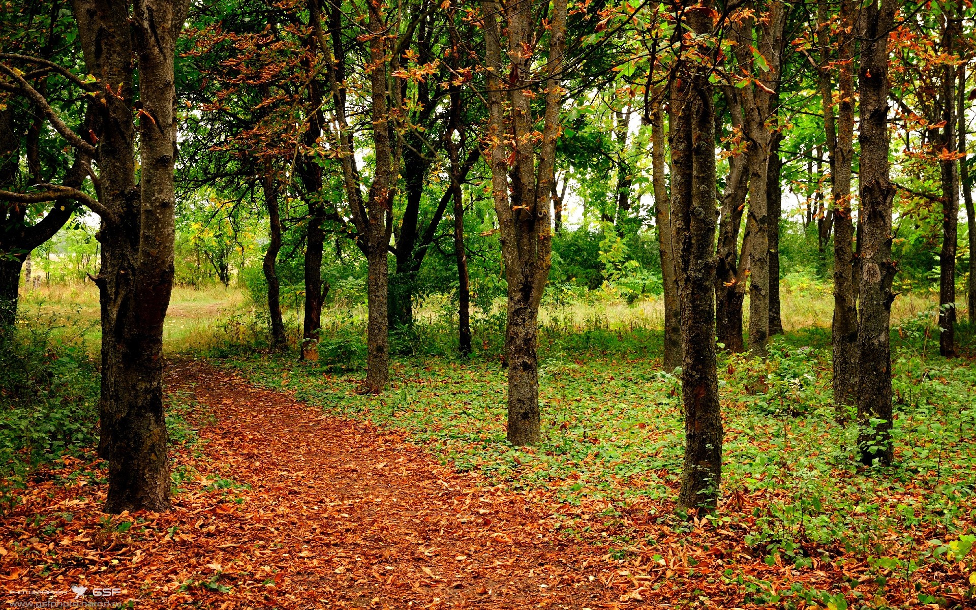 Vwin德赢官网-唐纳德·高尔凭借强悍突破成为袋鼠队进攻终结者，唐纳德高斯简介