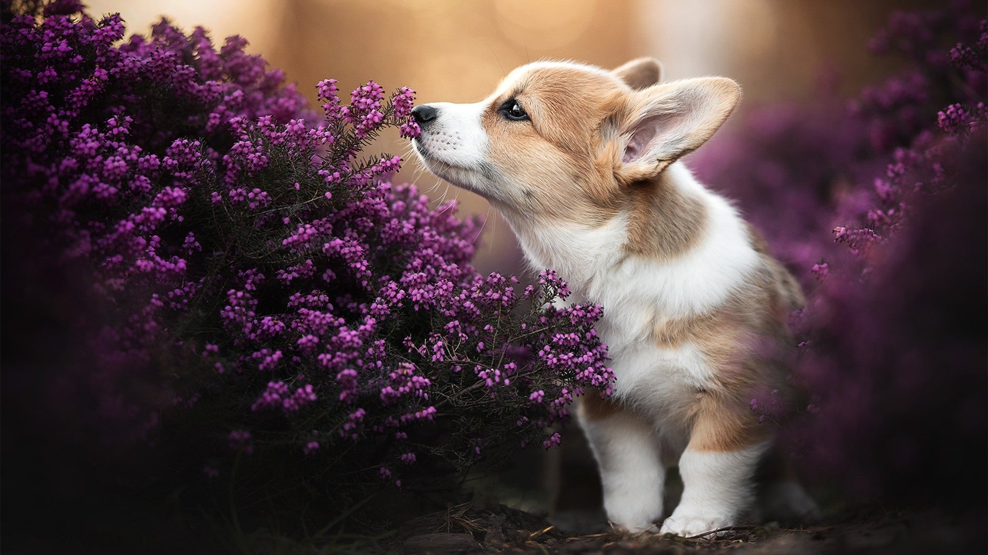 德赢官网ac米兰-希腊女篮在欧洲锦标赛中力争金牌，历史荣耀再续，希腊女子篮球超级联赛ds