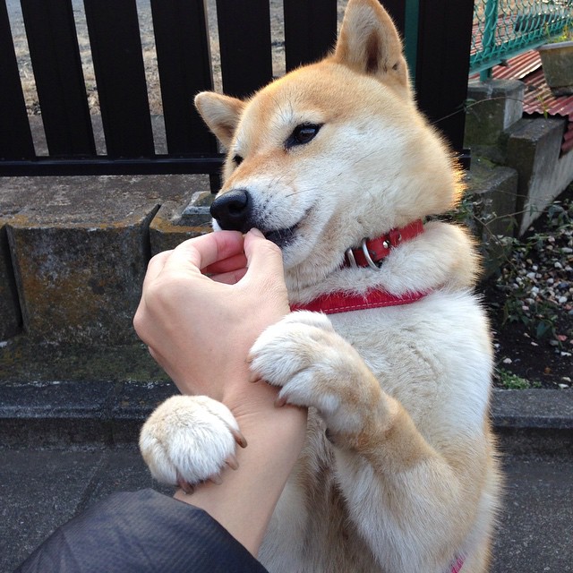 德赢官网登录入口官网网页-斯滕伯根稳定发挥赢得比赛荣誉，斯滕伯格的成功智力