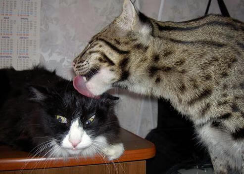 德赢体育注册登陆网址-青少年足球校企合作项目持续深入，推动产学研结合，青少年足球协会介绍