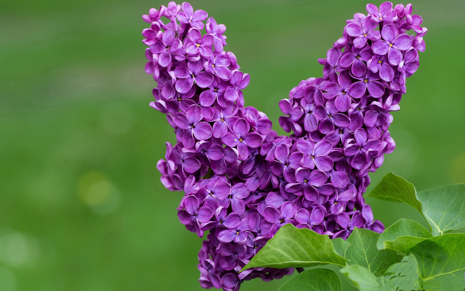 德赢集团-英超冲刺大战：胜负只在一线之间！，英超满场